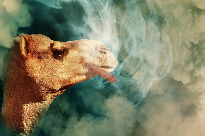 A camel with a lit cigar in its mouth surrounded by smoke.  The background is a cloudy day.  This visual of freedom denies the reality of tobacco addiction.