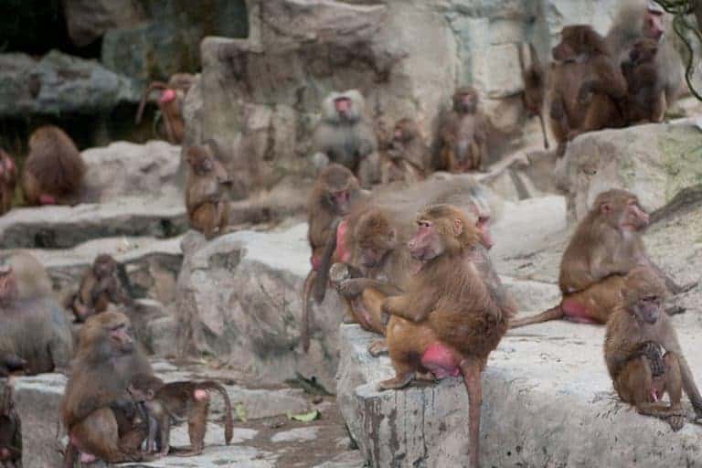 Baboons in Zoo