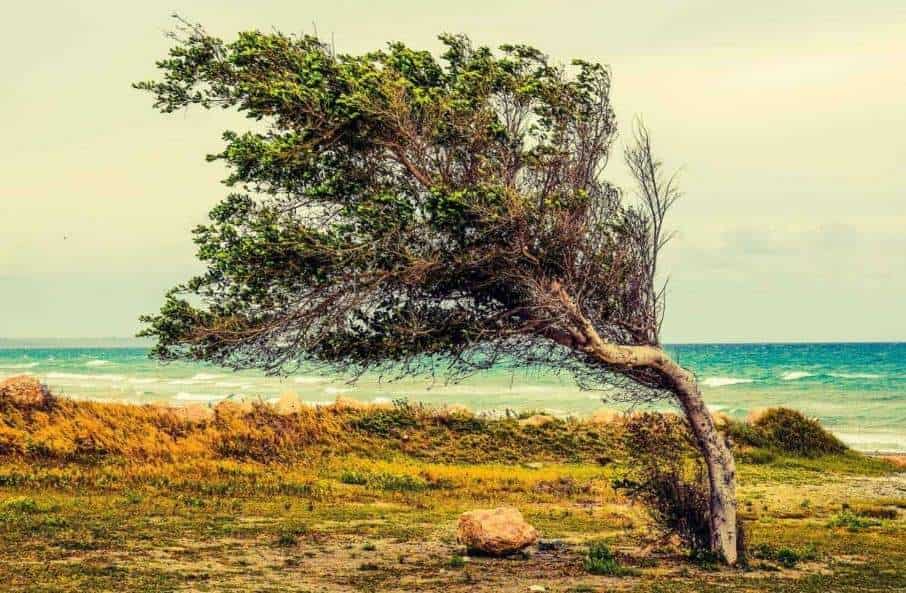 The picture shows a tree in the stormy wind. The tree grows close to the see. The tree is bent by the strong wind.  The humans can be also affected by a storm of emotions induced by external circumstances 