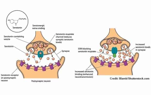 Antidepressants. The working mechanism of SSRI's