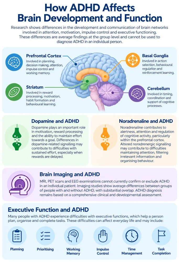 How ADHD affects brain development and function, highlighting the prefrontal cortex, striatum, basal ganglia, cerebellum, dopamine, noradrenaline and executive functioning.