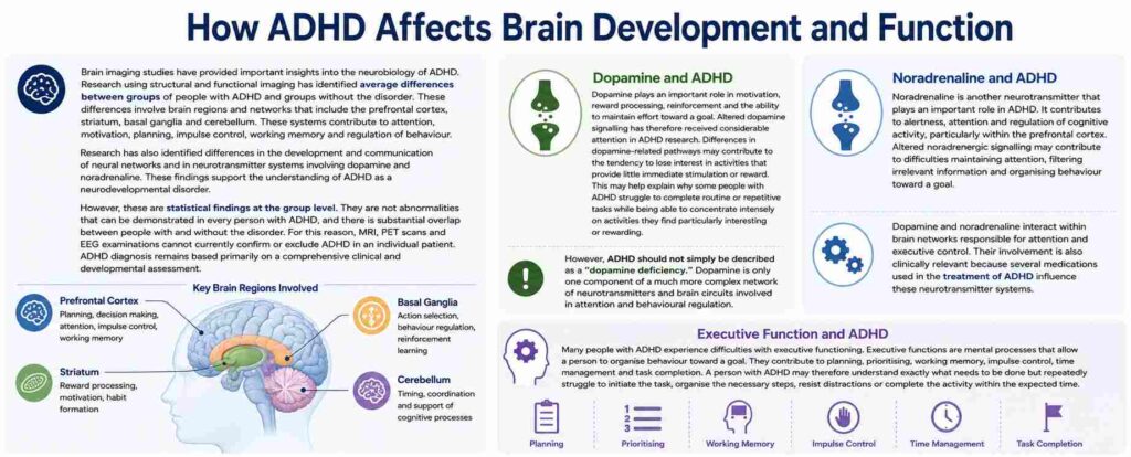 How ADHD Affects Brain Development and Function