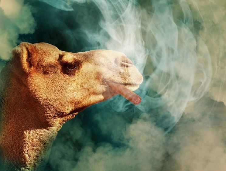 Tobacco Addiction