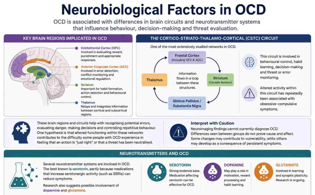 Neurobiological Factors in OCD