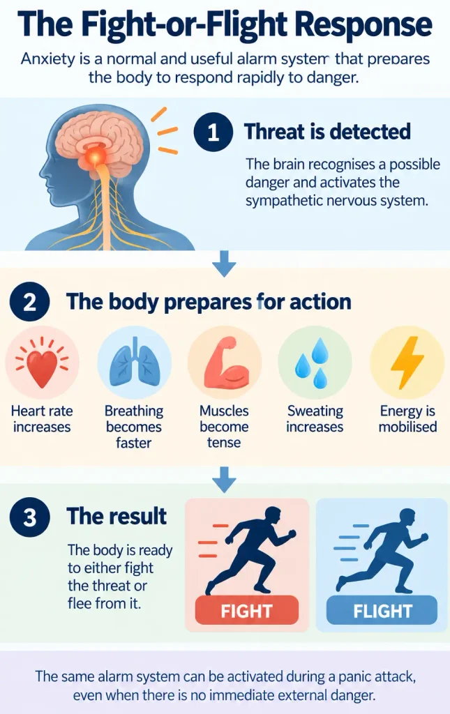 Diagram explaining how the fight-or-flight response increases heart rate, breathing, muscle tension and sweating during panic.